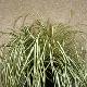 Carex Evergold