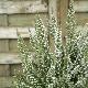 Bruy�re en arbre blanche