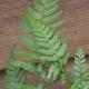 Polystichum japonais