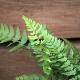 Polystichum japonais