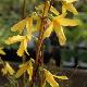 Forsythia Fiesta