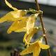 Forsythia Fiesta