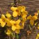 Forsythia Mindor