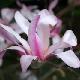Magnolia stellata � fleurs roses
