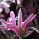 Magnolia stellata � fleurs roses