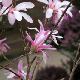Magnolia stellata � fleurs roses