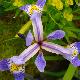 Iris versicolor