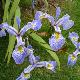 Iris versicolor