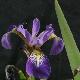 Iris versicolor