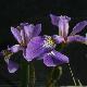 Iris versicolor