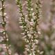 Bruy�re d'automne Anette