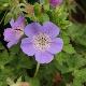 G�ranium vivace Rozanne