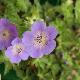 G�ranium vivace Rozanne