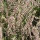 Bruy�re d'automne Anette