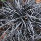 Ophiopogon noir