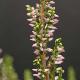 Bruy�re d'automne Anette