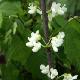 Gaignier du Canada � fleurs blanches