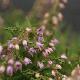 Bruy�re d'automne Heidezwerk