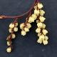 Stachyurus chinois � feuillage dor�