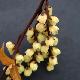 Stachyurus chinois � feuillage dor�