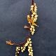 Stachyurus chinois � feuillage dor�