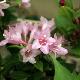 Weigelia Minuet
