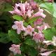 Weigelia Minuet