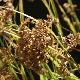 Luzula nivea