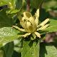 Calycanthus Athens