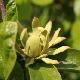 Calycanthus Athens