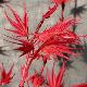 Acer palmatum Phoenix
