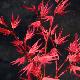 Acer palmatum Phoenix