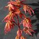 Acer palmatum Redwine