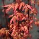 Acer palmatum Redwine