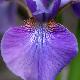 Iris de Sib�rie Harpswell Haze