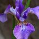 Iris de Sib�rie Harpswell Haze