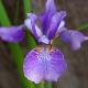 Iris de Sib�rie Harpswell Haze