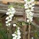 Glycine de Chine blanche
