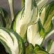 Hosta Fireworks