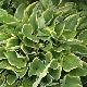 Hosta fortunei Aureomarginata