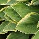 Hosta fortunei Aureomarginata