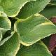 Hosta fortunei Aureomarginata