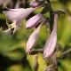 Hosta fortunei Aureomarginata