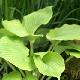 Hosta Sum And Substance