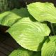 Hosta Sum And Substance