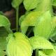 Hosta Golden Tiara