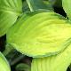 Hosta Golden Tiara