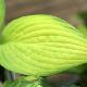 Hosta Golden Tiara