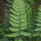Dryopteris trompe d'�l�phant 