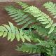 Dryopteris trompe d'�l�phant 